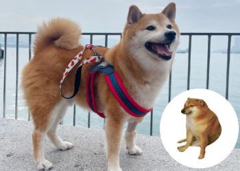 Fallece «Cheems», el querido perrito meme