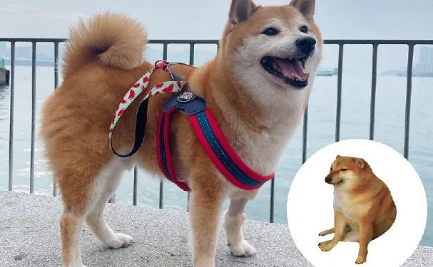 Fallece «Cheems», el querido perrito meme