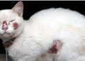 Diagnostican primer caso en Chile de persona infectada con peligroso hongo de origen brasileño que están diseminando los gatos domésticos