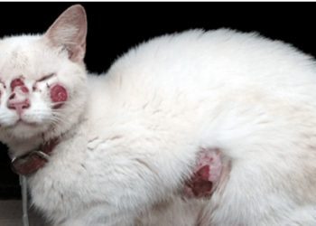 Diagnostican primer caso en Chile de persona infectada con peligroso hongo de origen brasileño que están diseminando los gatos domésticos