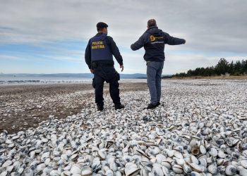 Sernapesca inicia coordinación ante eventuales contingencias por la presencia del fenómeno El Niño