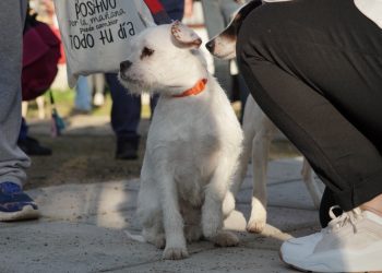 Villa Alemana: Realizan operativo de esterilización en 1.600 perros y gatos