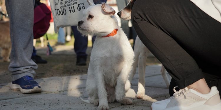 Villa Alemana: Realizan operativo de esterilización en 1.600 perros y gatos
