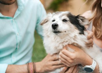 Fiestas Patrias y mascotas: recomendaciones para evitar riesgos en su alimentación