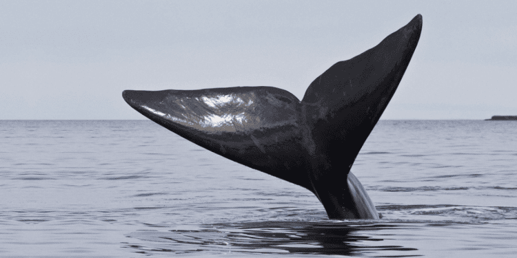 Por avistamientos de ballenas francas australes: Sernapesca llama a respetar medidas de seguridad