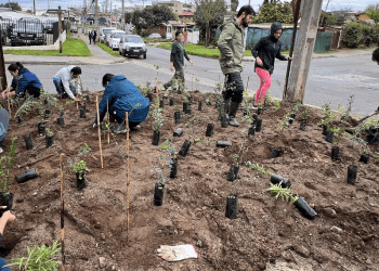 Comienza la recuperación ecológica del bosque de quebrada Las Petras en Concón