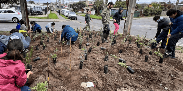 Comienza la recuperación ecológica del bosque de quebrada Las Petras en Concón