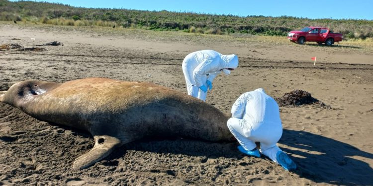 Siguen al alza los animales marinos muertos por influenza aviar