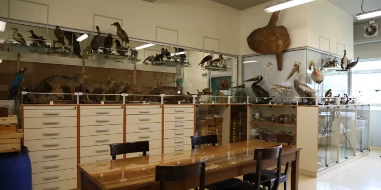 En la PUCV: Sorprendente colección de especies nativas está abierta a los colegios