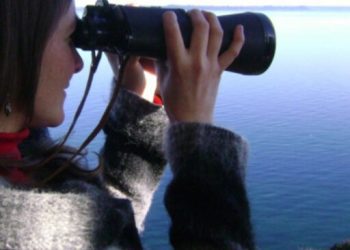 «Conocer para proteger»: La vital interconexión entre el delfín austral y los bosques marinos de huiros