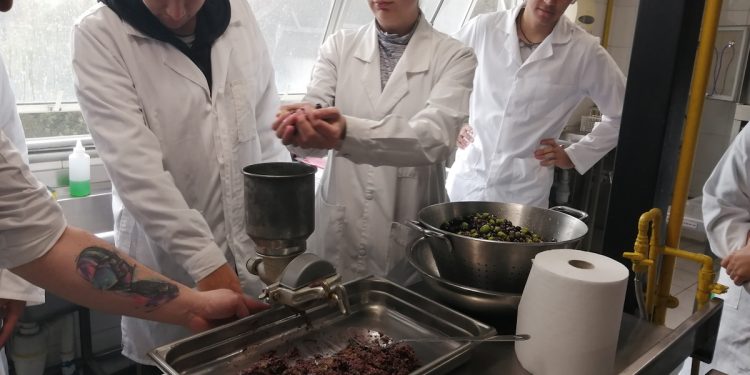 Estudiantes de tres carreras de Santo Tomás Viña del Mar lograron producir aceite de oliva y aceitunas