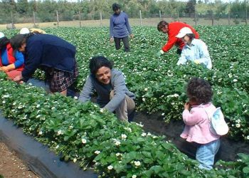 Municipio de Quilpué conmemorará el Día de las Mujeres Rurales con diversas actividades en Los Perales