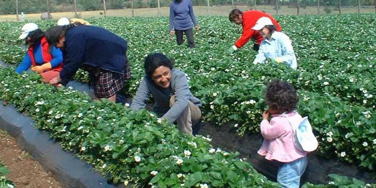 Municipio de Quilpué conmemorará el Día de las Mujeres Rurales con diversas actividades en Los Perales