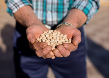 INDAP destina más de $8.607 millones para fomentar cultivos tradicionales sustentables