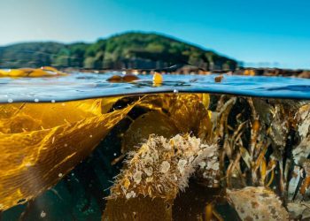 Bosques azules de Chile en la Cop 28: Un factor clave en la lucha contra el cambio climático