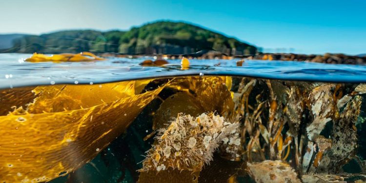 Bosques azules de Chile en la Cop 28: Un factor clave en la lucha contra el cambio climático