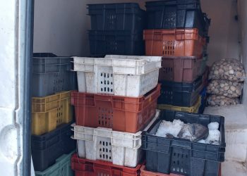 San Antonio: en operativo se detectó una tonelada de reineta sin acreditar su origen legal