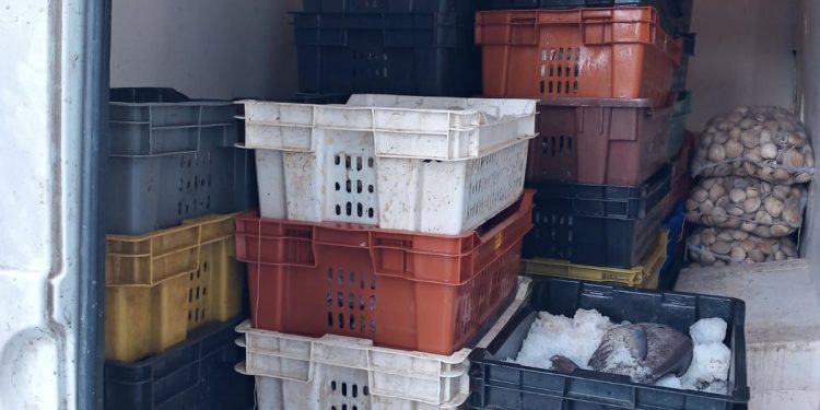 San Antonio: en operativo se detectó una tonelada de reineta sin acreditar su origen legal