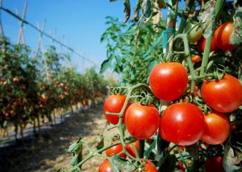 Bioformulación que recupera terrenos contaminados en Puchuncaví–Ventanas gana premio Avonni