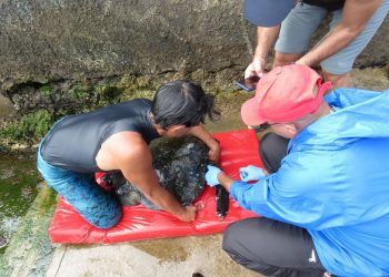 Exitosa visita de cooperación técnica realizó la Dirección Nacional de Sernapesca en Rapa Nui