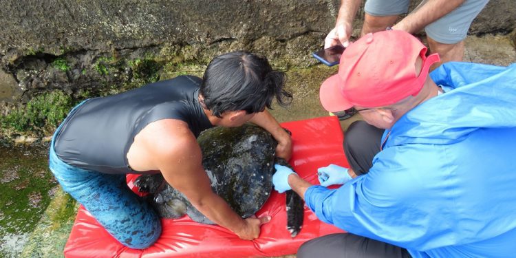 Exitosa visita de cooperación técnica realizó la Dirección Nacional de Sernapesca en Rapa Nui