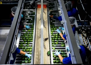 La obsesión de EE. UU. con la palta está acabando con los bosques mexicanos