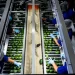 La obsesión de EE. UU. con la palta está acabando con los bosques mexicanos