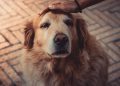 Fuegos artificiales: Experto entrega recomendaciones para proteger a nuestras mascotas