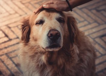 Fuegos artificiales: Experto entrega recomendaciones para proteger a nuestras mascotas