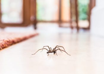 Araña de rincón: entregan recomendaciones para prevenir picaduras
