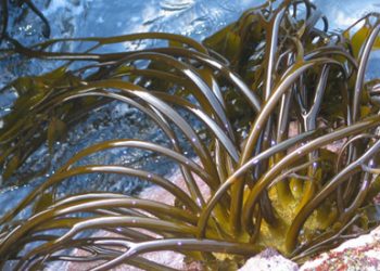 Sernapesca realiza intensa labor para preservar las algas pardas