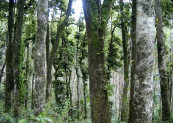 Estudio sobre inflamabilidad busca prevenir incendios forestales