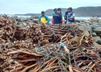 Bosques marinos de Chile: Sobreexplotación y extracción ilegal de macroalgas impacta la biodiversidad y la economía costera
