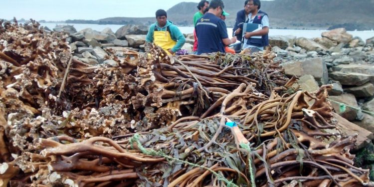 Bosques marinos de Chile: Sobreexplotación y extracción ilegal de macroalgas impacta la biodiversidad y la economía costera