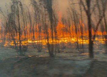 Altas temperaturas y abundante vegetación seca incrementan riesgo de incendios durante este verano
