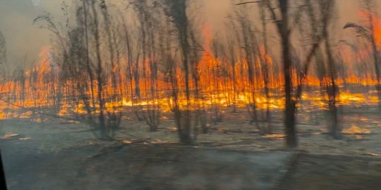 Altas temperaturas y abundante vegetación seca incrementan riesgo de incendios durante este verano