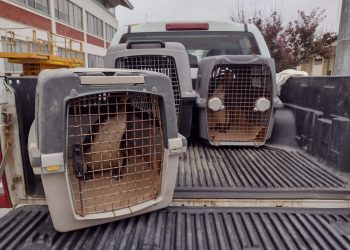 Tres pingüinos de Humboldt fueron reubicados tras larga rehabilitación en el Centro de Rescate de Fauna Marina de la Universidad Católica del Norte