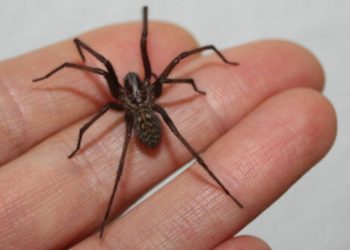 Me mordió una araña de rincón, ¿qué debo hacer?