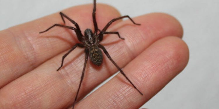 Me mordió una araña de rincón, ¿qué debo hacer?