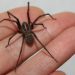 Me mordió una araña de rincón, ¿qué debo hacer?