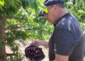 Fedefruta observa una merma generalizada de un 50% de las cerezas tempranas, debido a las lluvias