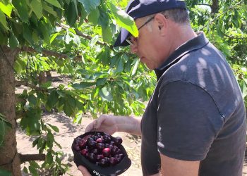 Fedefruta observa una merma generalizada de un 50% de las cerezas tempranas, debido a las lluvias