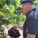 Fedefruta observa una merma generalizada de un 50% de las cerezas tempranas, debido a las lluvias