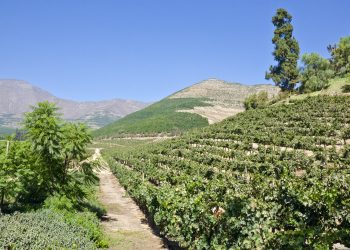 Ecosistema agrícola de Aconcagua y Quillota busca digitalizar sus sistemas de producción