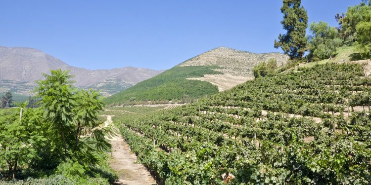 Ecosistema agrícola de Aconcagua y Quillota busca digitalizar sus sistemas de producción