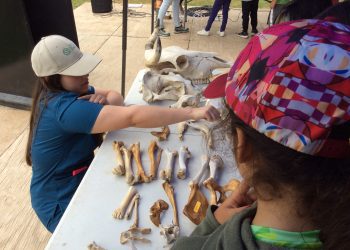 Niños de la Escuela de Verano del Jardín Botánico aprendieron anatomía animal en taller impartido por Santo Tomás Viña del Mar