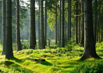 [Opinión] Pablo Rebolledo: reducir las emisiones de CO2 en el turismo, un desafío imperativo para el presente