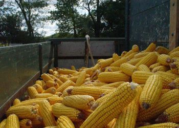 Hasta mil pesos la unidad: Expertos anticipan alivio en el precio del choclo en abril y mayo