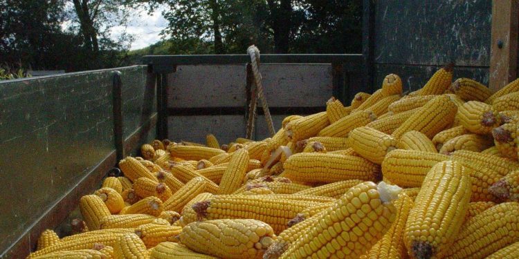 Hasta mil pesos la unidad: Expertos anticipan alivio en el precio del choclo en abril y mayo