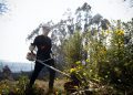 Cortafuegos y desmalezados en distintos puntos de la ciudad son parte del plan de prevención incendios en Valparaíso